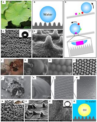 Mini-Review on Bioinspired Superwetting Microlens Array and Compound Eye